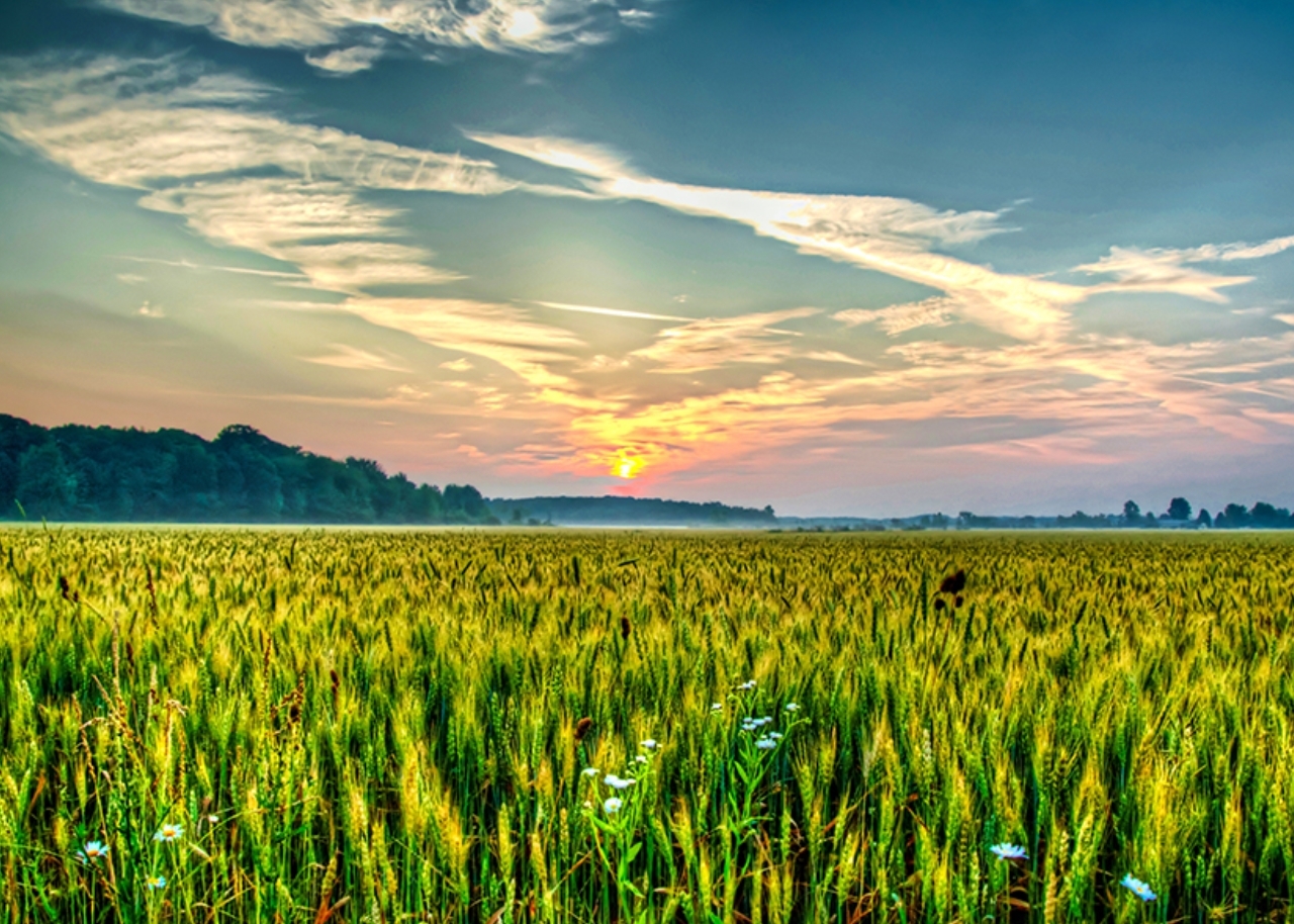 Wheat-field 